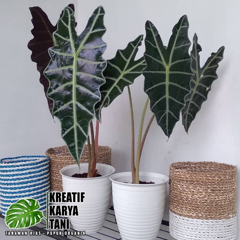 Tanaman hias alocasia amazon - Caladium amazon