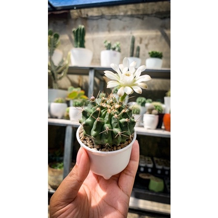 kaktus gymno hijau ownroot