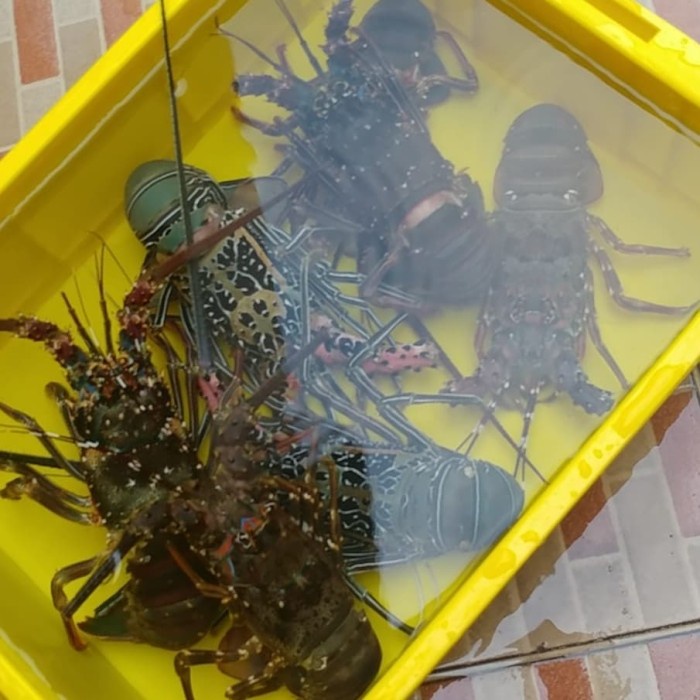 Lobster Mutiara Pasir Bambu Batik (Hidup) Size 150 - 200 Gr/Ekor