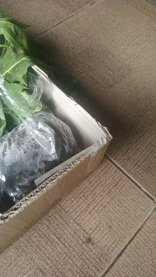 Daun Sirih Hijau Ketemu Ros Segar