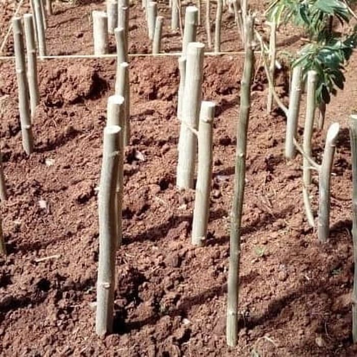 Bibit pohon kelor / Bibit stek pohon kelor