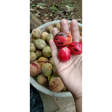 

pala bumbu/ pala/ pala segar