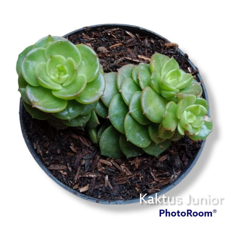 Kaktus Sukulen || Echeveria Sedeveria