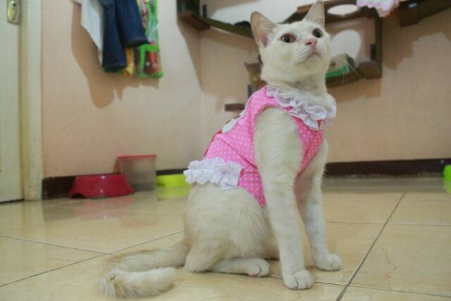 Baju cupcake polkadot baby pink lucu untuk kucing dan anjing size S M L XL