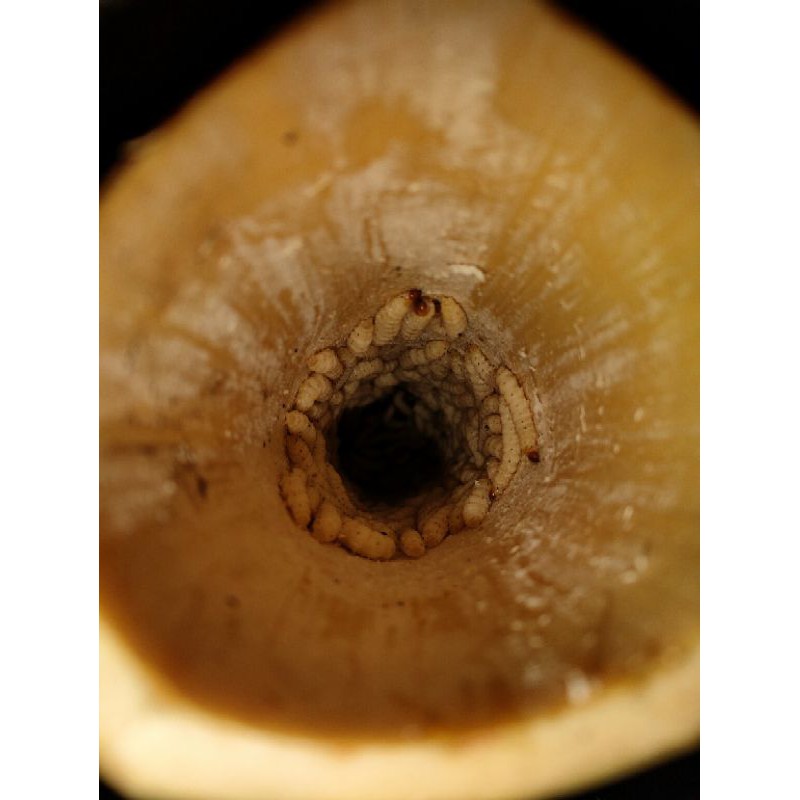 ulat bambu atau cangkilung hudup per 50 ekor bonus 5 ekor