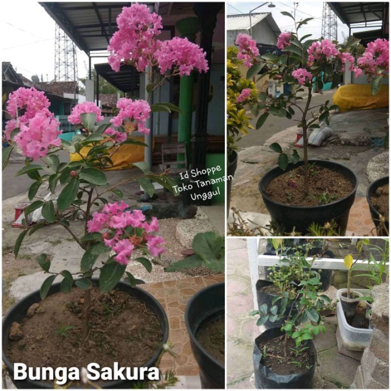 Bibit Bunga Sakura