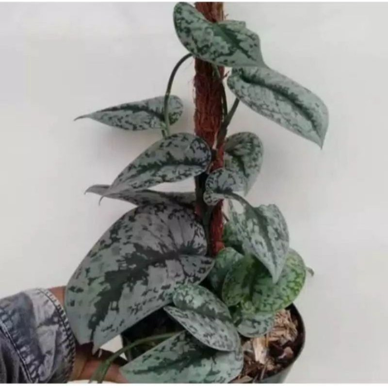 scindapsus,scindapsus silver splash,sirih gading silver