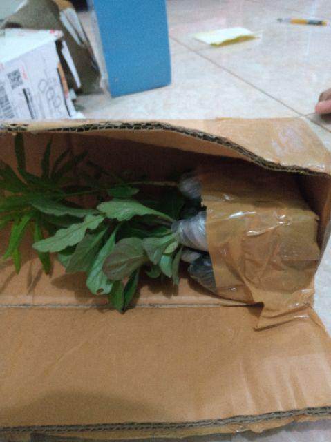 Bibit Zodiya Anti Nyamuk