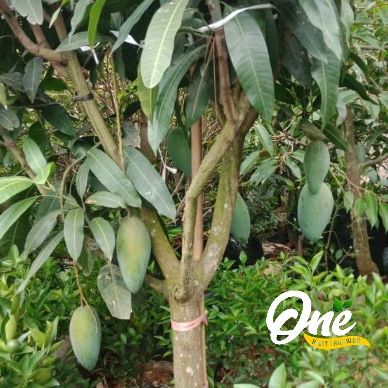 Bibit Mangga Kiojay Thailand