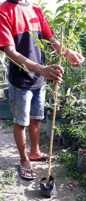 Bambu kuning Tanaman Hidup panjang Minimal 1m