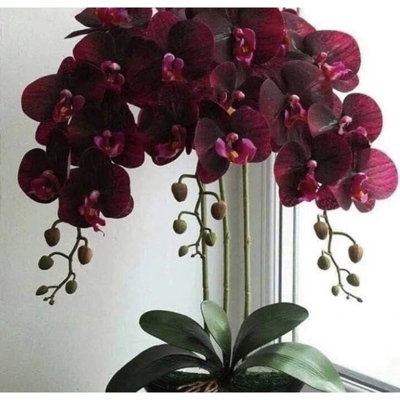 Seedling anggrek dendrobium siap berbunga-bunga anggrek hidup-anggrek dendrobium-tanaman hidup-bunga