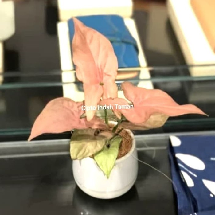 Tanaman hias syngonium pink | neon robusta | keladi singonium merah
