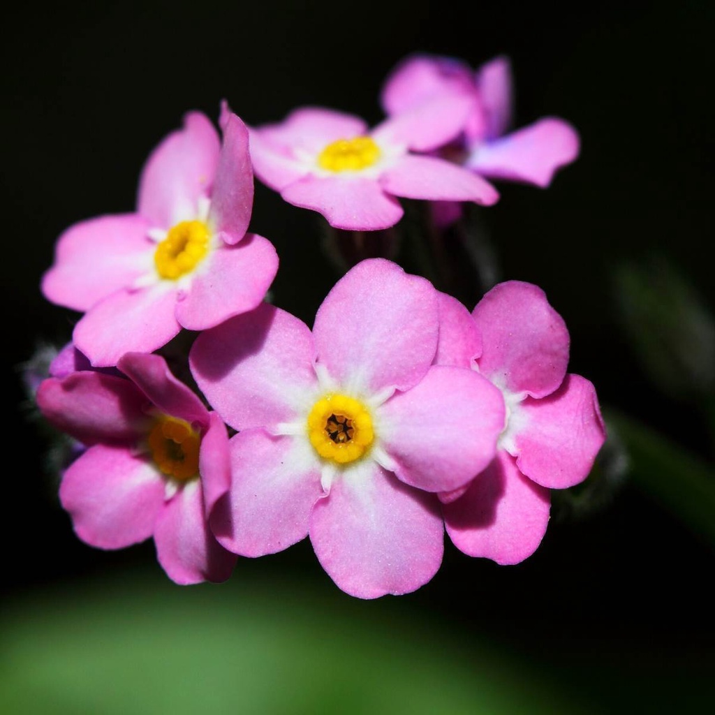 Benih Bibit Biji - Bunga Rose Forget Me Not Myosotis Alpestris Pink Flower Seeds - IMPORT