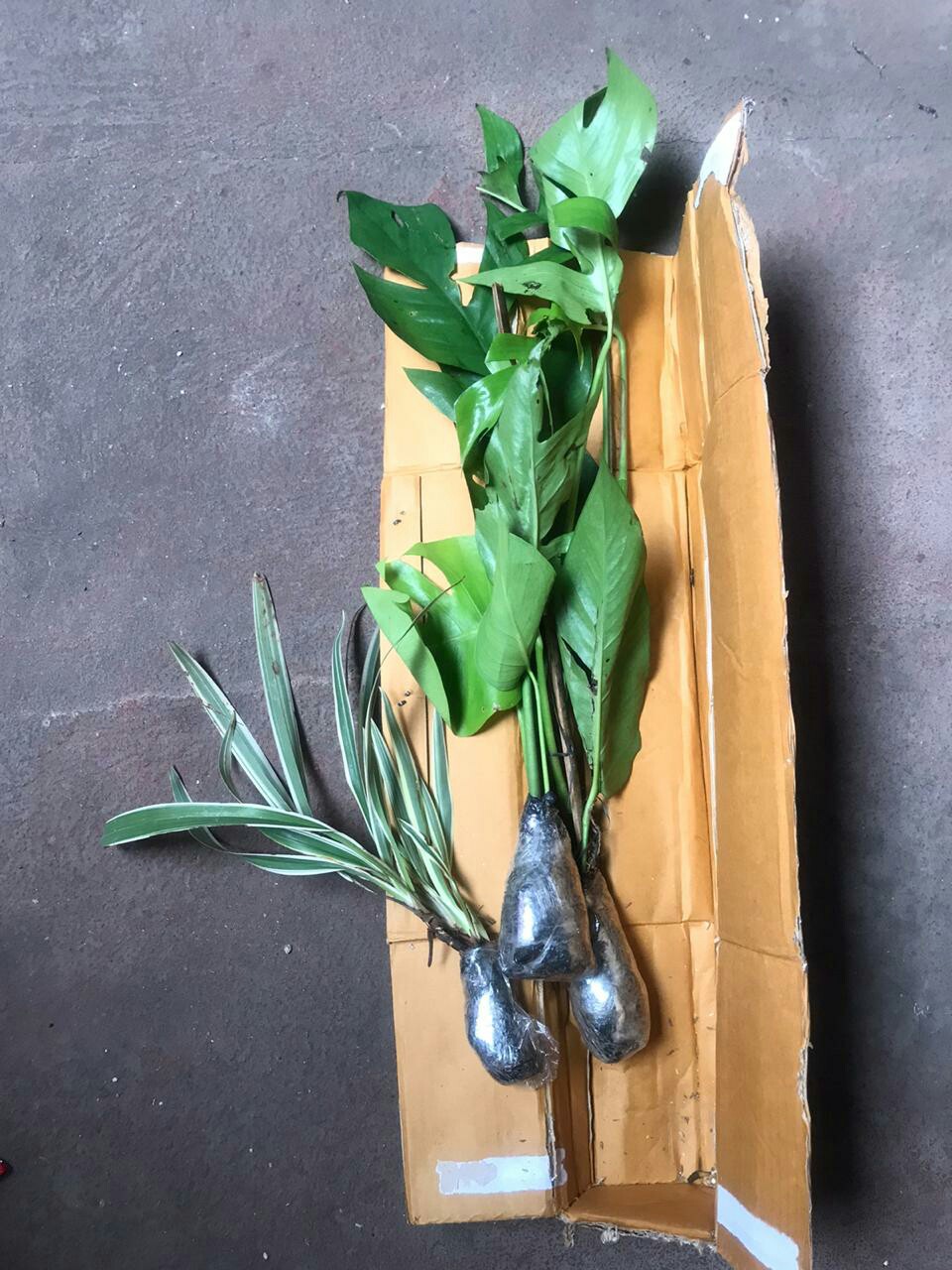  Tanaman  Hias Monstera  Epipremnum Pinnatum Philodendron 