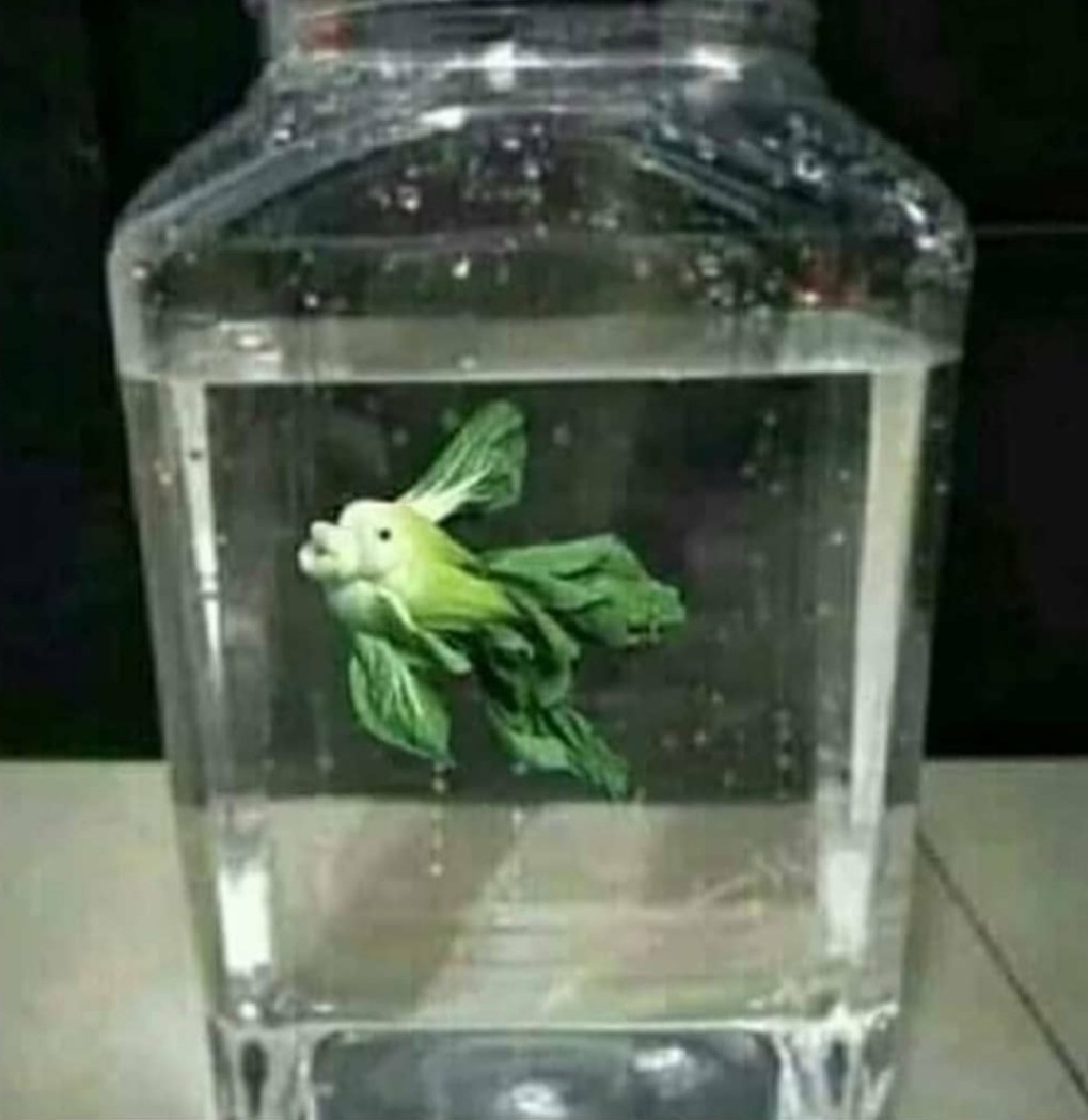 Paku Payung Kecil Pines / Thumb Tacks