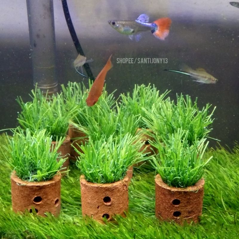 HIASAN RUMPUT SINTETIS AKUARIUM AQUASCAPE