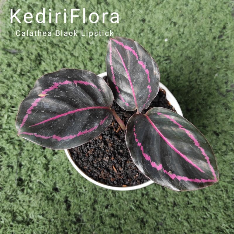 Calathea Black Lipstick