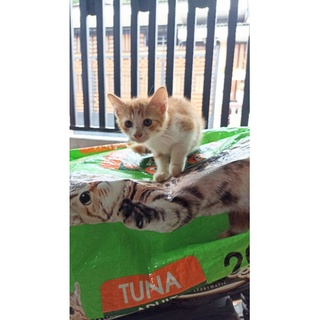 Jual Lepas Adopt Kucing Mixdom, Anggora Umur 3 Bulan Silangan Persia ...