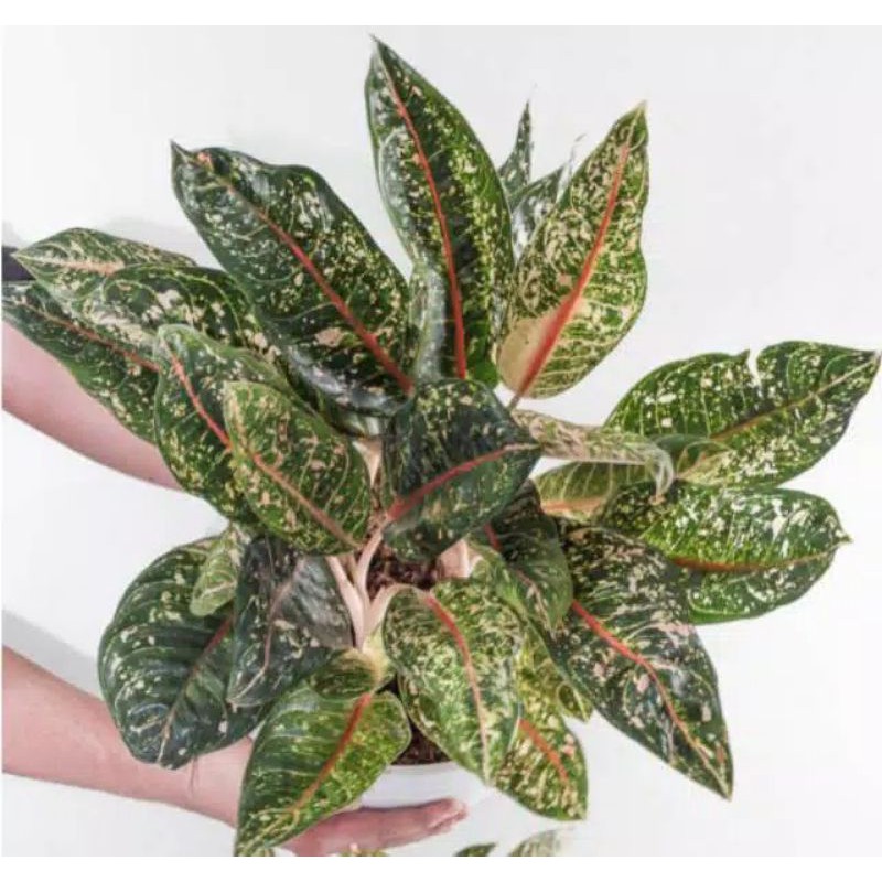 Tanaman Hias Aglonema Donacarmen/Tanaman Bunga Hias Aglonema