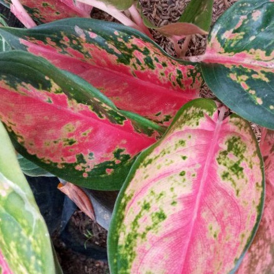 AGLONEMA KOCHIN RED CAMELEON INDUKAN / AGLONEMA RED KOCHIN CAMELEON / AGLONEMA KOCIN RED CAMELEON / 