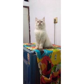 kucing ras