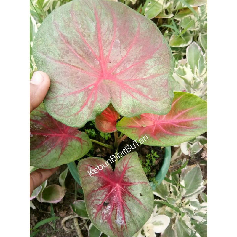 Bibit Caladium Pink Moon Shine Keladi Hias Thailand Caladium Daun Ganda Shopee Indonesia