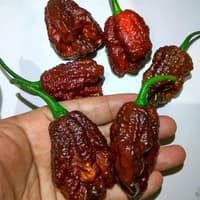 Benih Bibit Biji - Cabai Podzilla Chocolate Cokelat Pepper Seeds