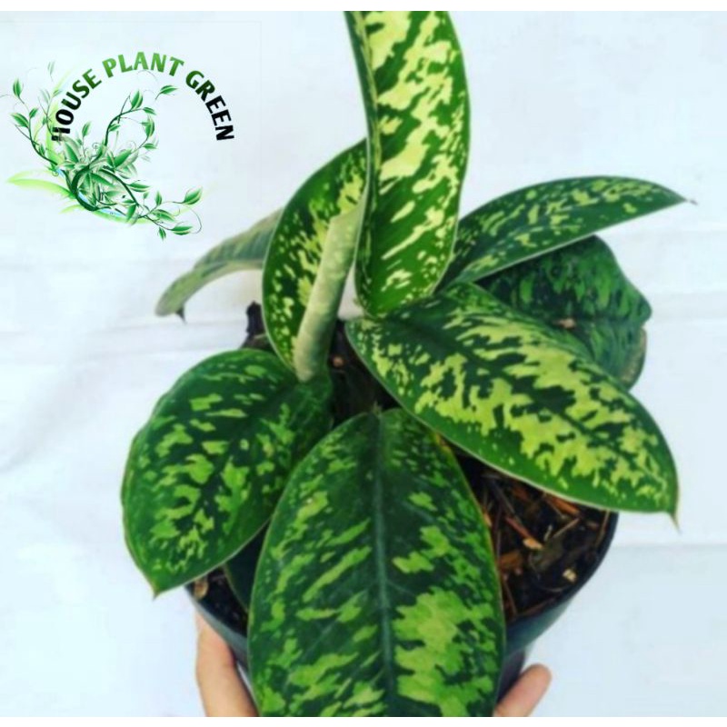 tanaman hias aglonema karet plus pot