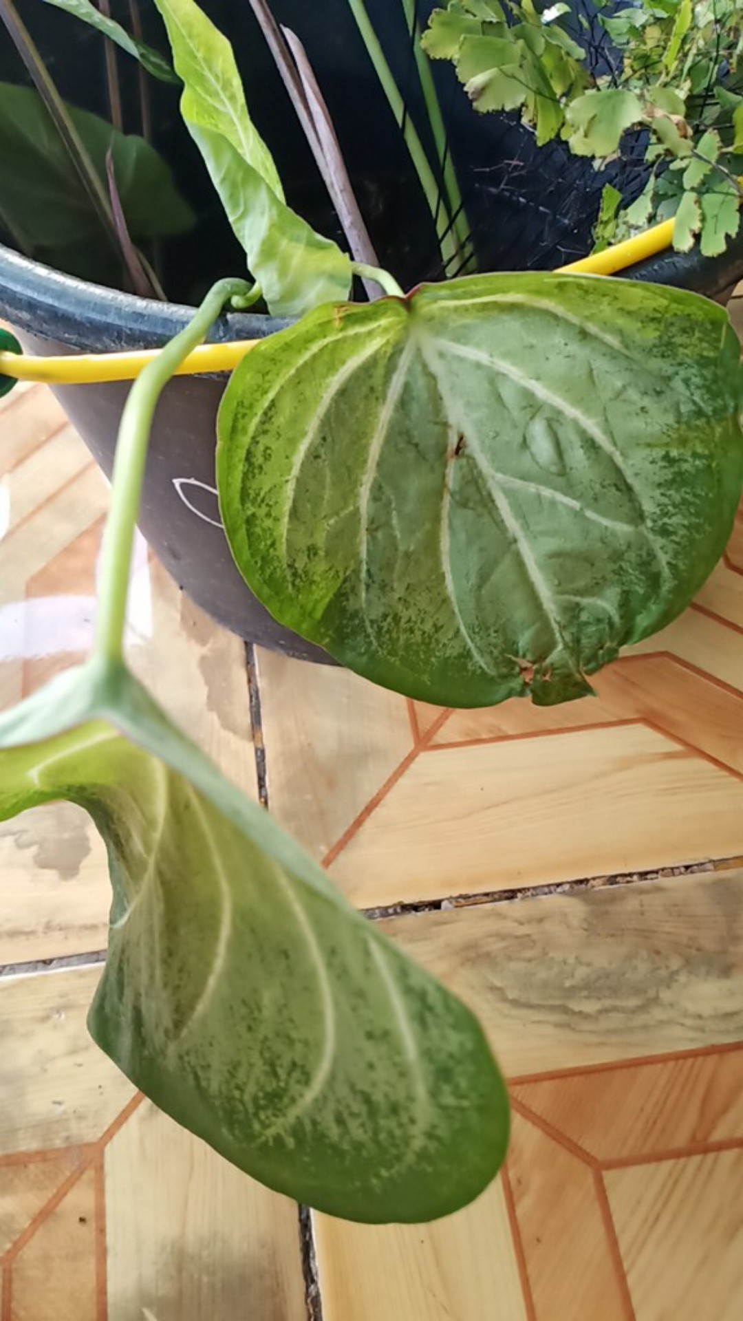 Tanaman Hias Tisu Wayang Cantik Tanaman Hias