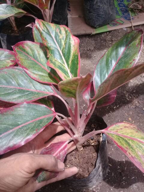 Aglonema lipstik...siam aurora remaja