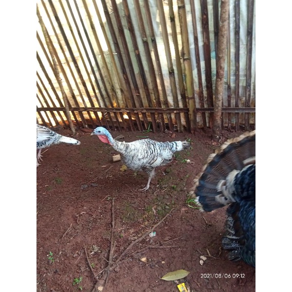 ayam kalkun betina dewasa naragant