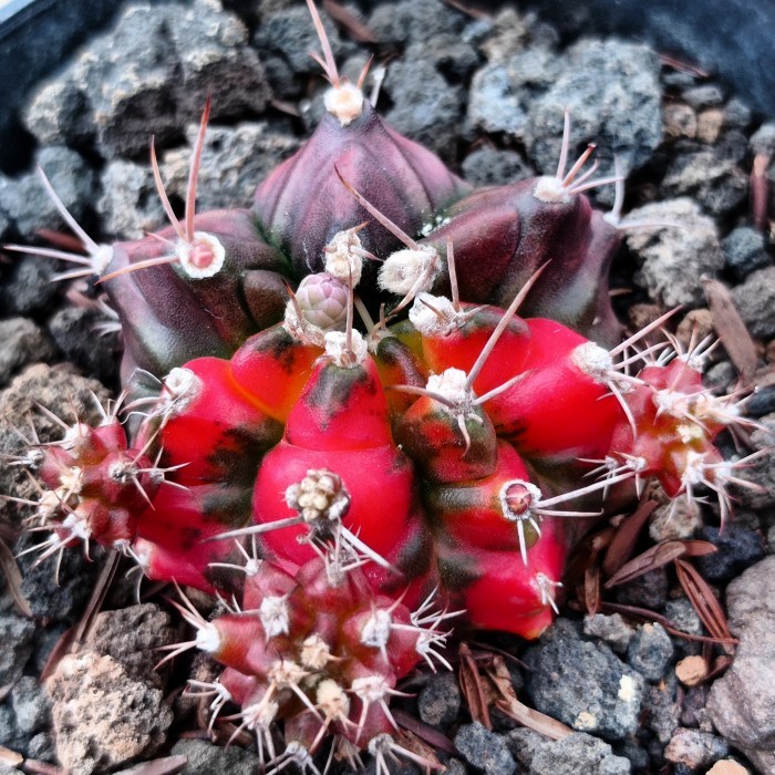 gymnocalycium t31115 KAKTUS SUKULEN | TANAMAN HIAS