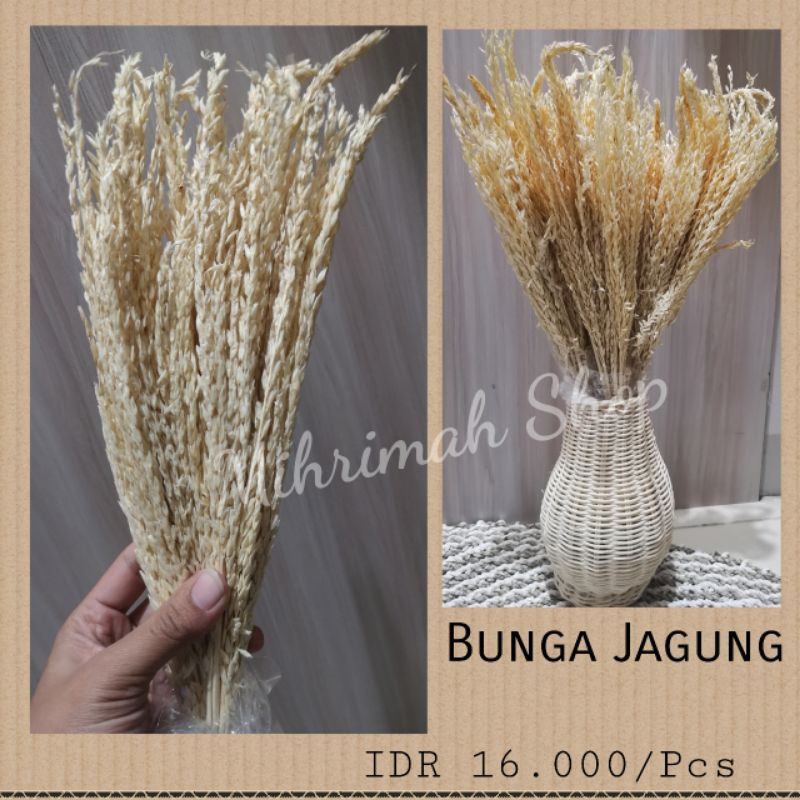 

Bunga Kering Jagung