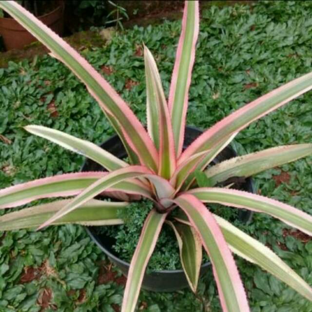 Tanaman hias nanas merah