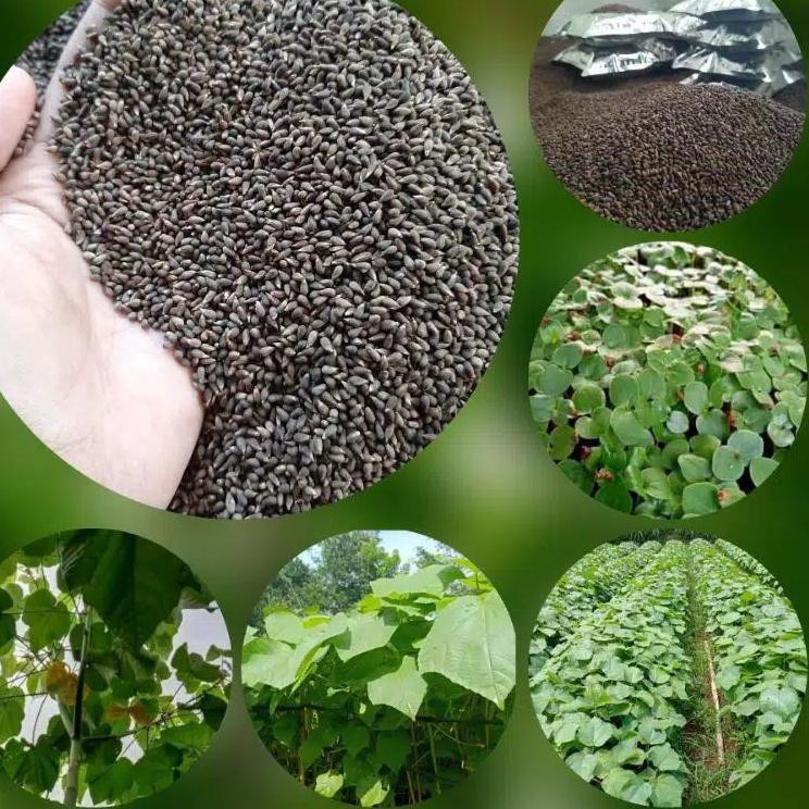 Terpopuler COD Paket mini Benih balsa super F1 10gram biji balsa bibit pohon kayu balsa putih