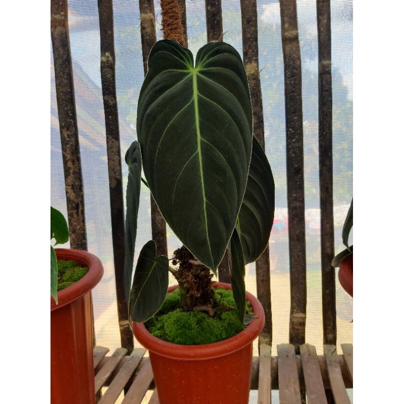 philodendron melanochrysum