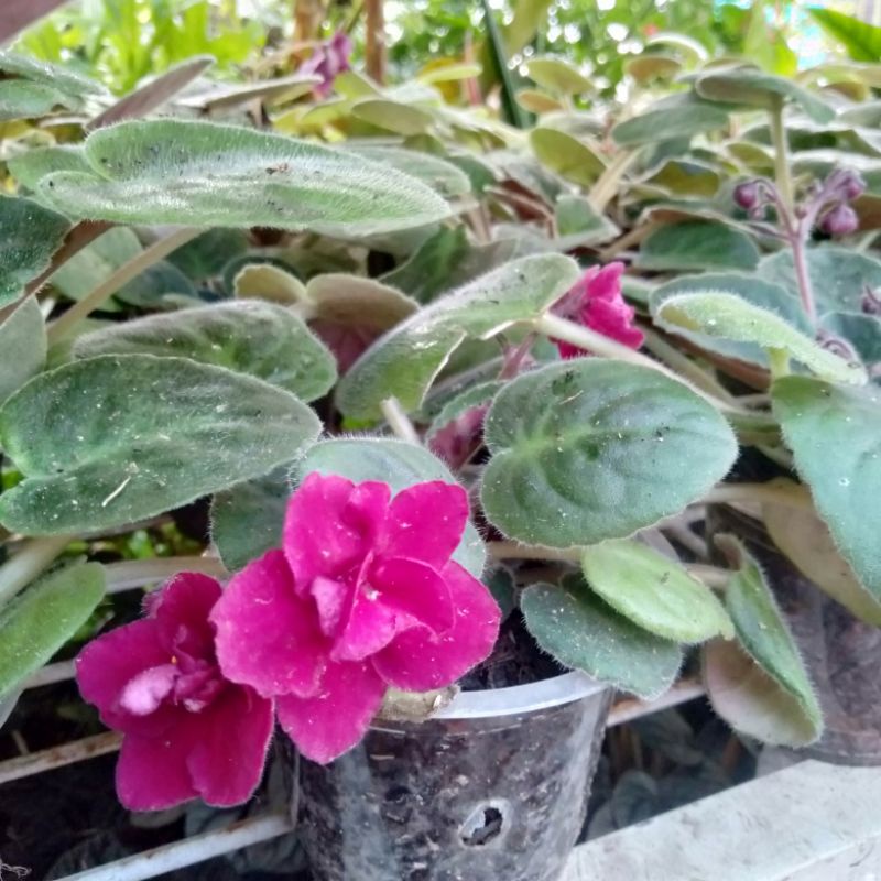 Violces ungu atau merah maroon atau pink atau putih