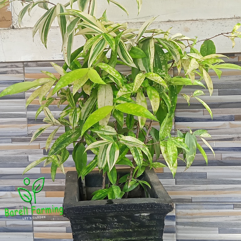 Bibit Tanaman Hias bambu jepang bambu jepang Dracena Bambu hoki suji bambu dracena golden