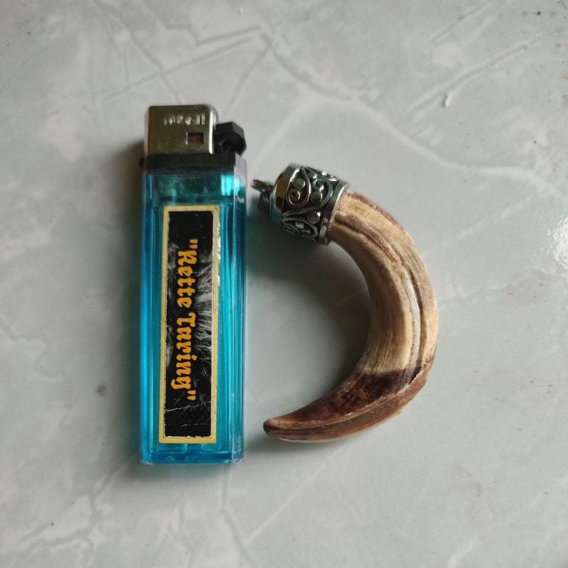 taring babi hutan bagian atas.