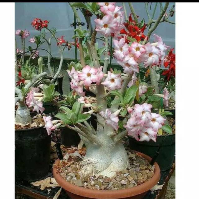 Bibit bonsai bunga ping adenium  cabang seribu/seribu cabang/Bonggol besar
