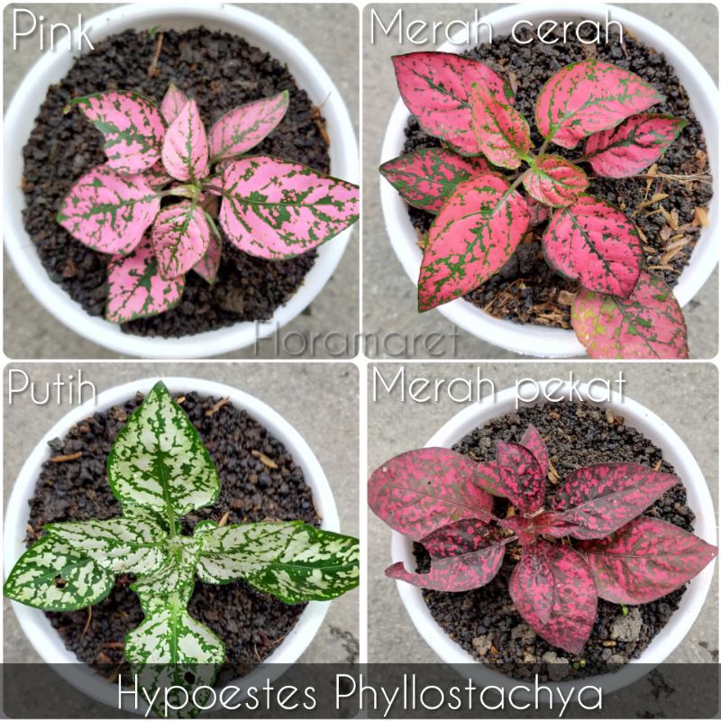 

Tanaman hipotes import daun unik bervariasi warna