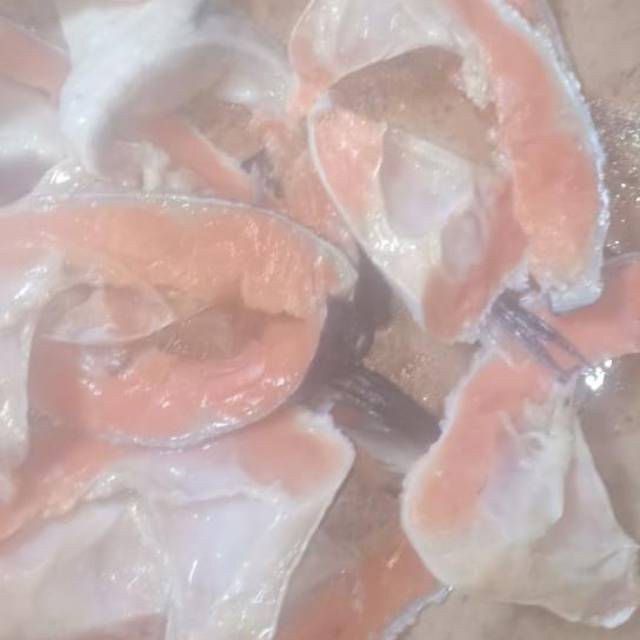 

Rahang salmon