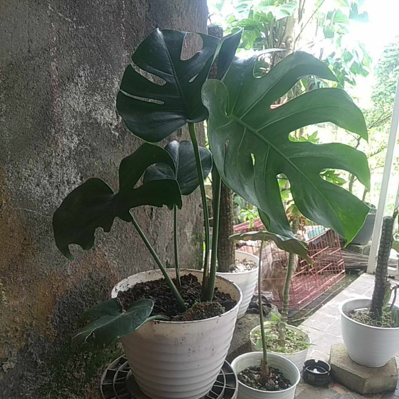 monstera king,bunga hias,tanaman keren King Monstera