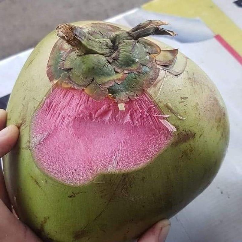 

KELAPA IJO WULUNG SUPER RED