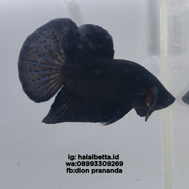 cupang jantan hmpk super black