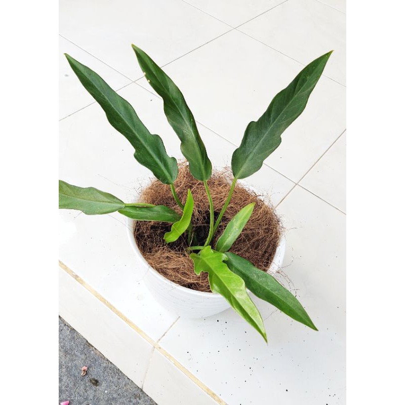 Tanaman hias Philodendron keris / xanadu dewasa