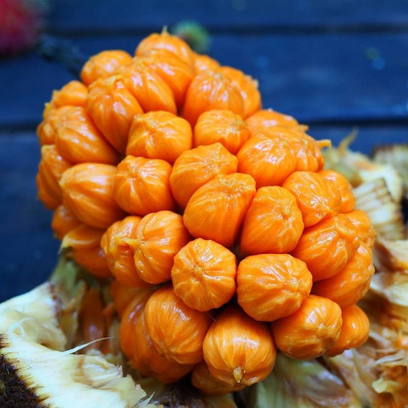 Bibit Nangka Madu Mini