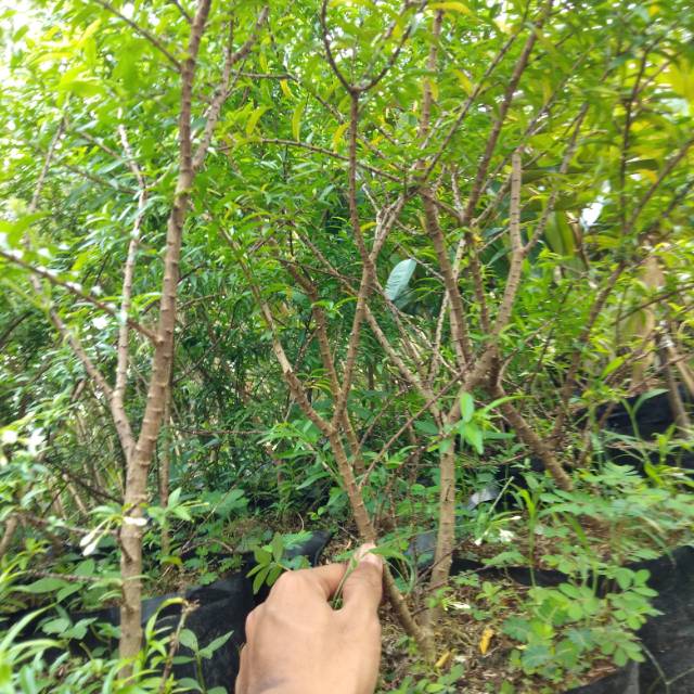 bibit anting putri mikro