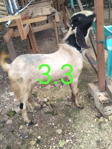 Pisau Daging Kiwi 816 (e)