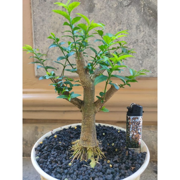 Bonsai Anting Putri Bonsai Boxus Bonsai Sancang Bonsai Beringin Kimeng Siap Pajang